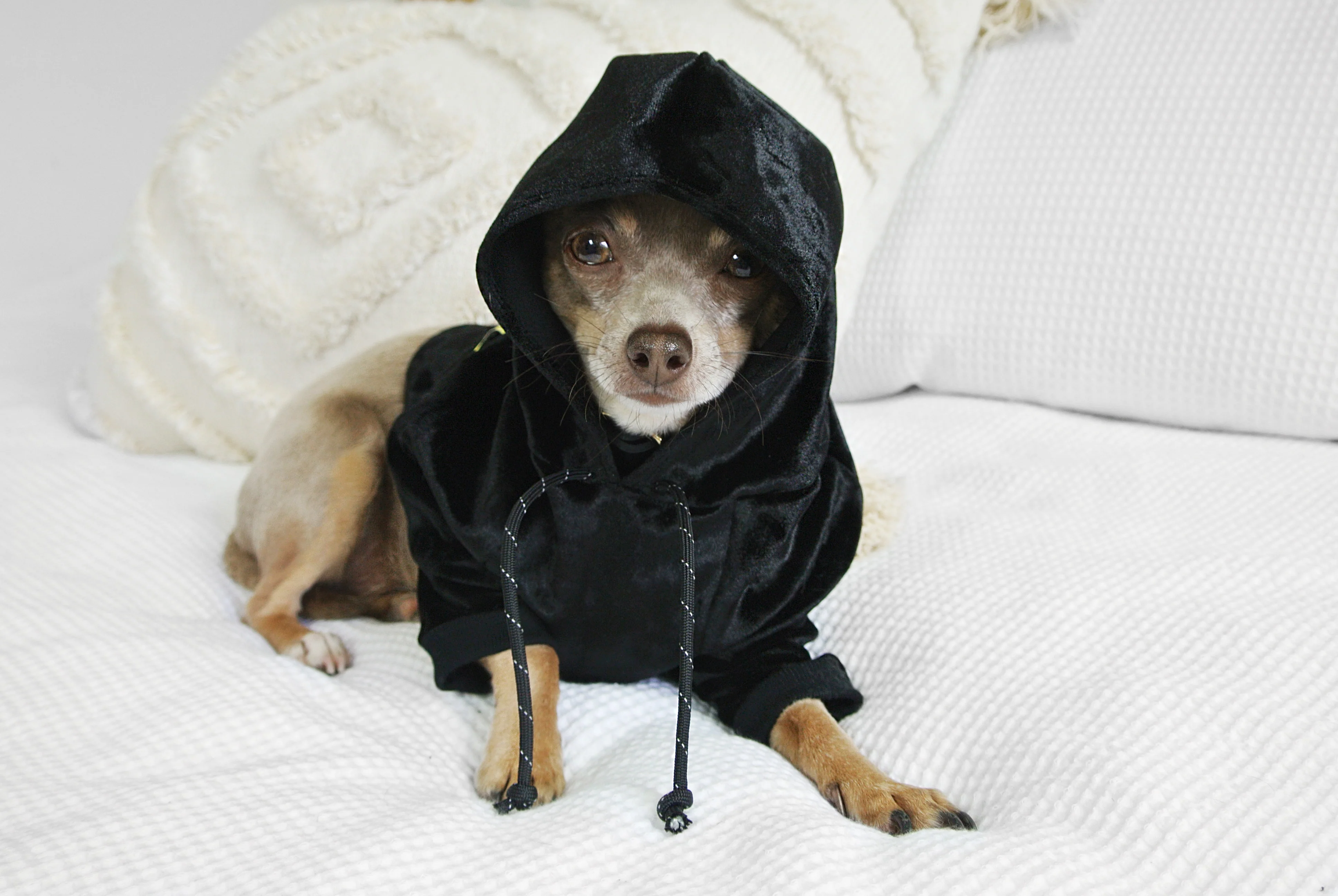Black Velvet NYC Hoodie (DOG & CO. Exclusive) (FINAL SALE) (FINAL SALE) - Image 6