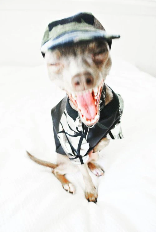 EYE OF DOG | Cool Cap in Camo - Image 3