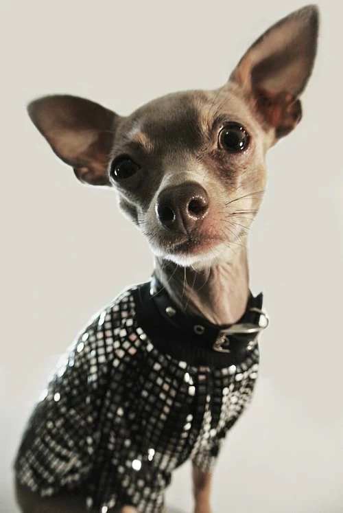 EYE OF DOG | Disco Top - Image 2