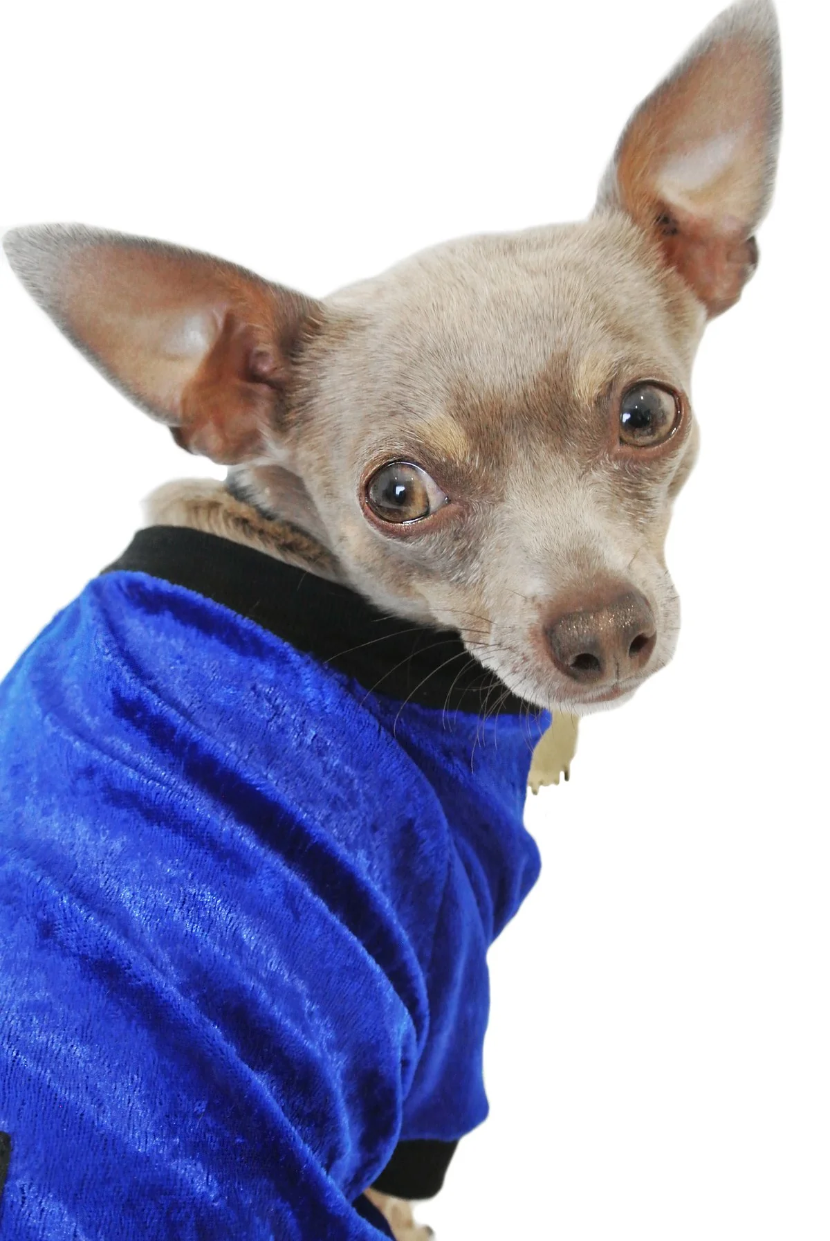 EYE OF DOG | Electric Blue Top - Image 3