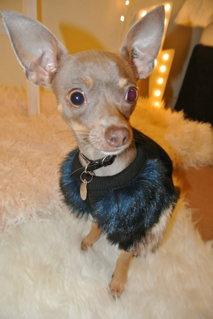 EYE OF DOG | Fluffy Pullover - Image 2