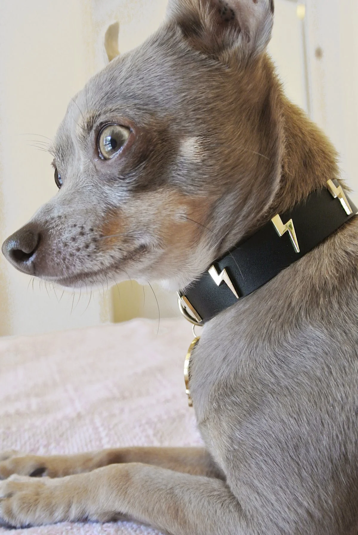Lightning Bolt Dog Collar - Image 6
