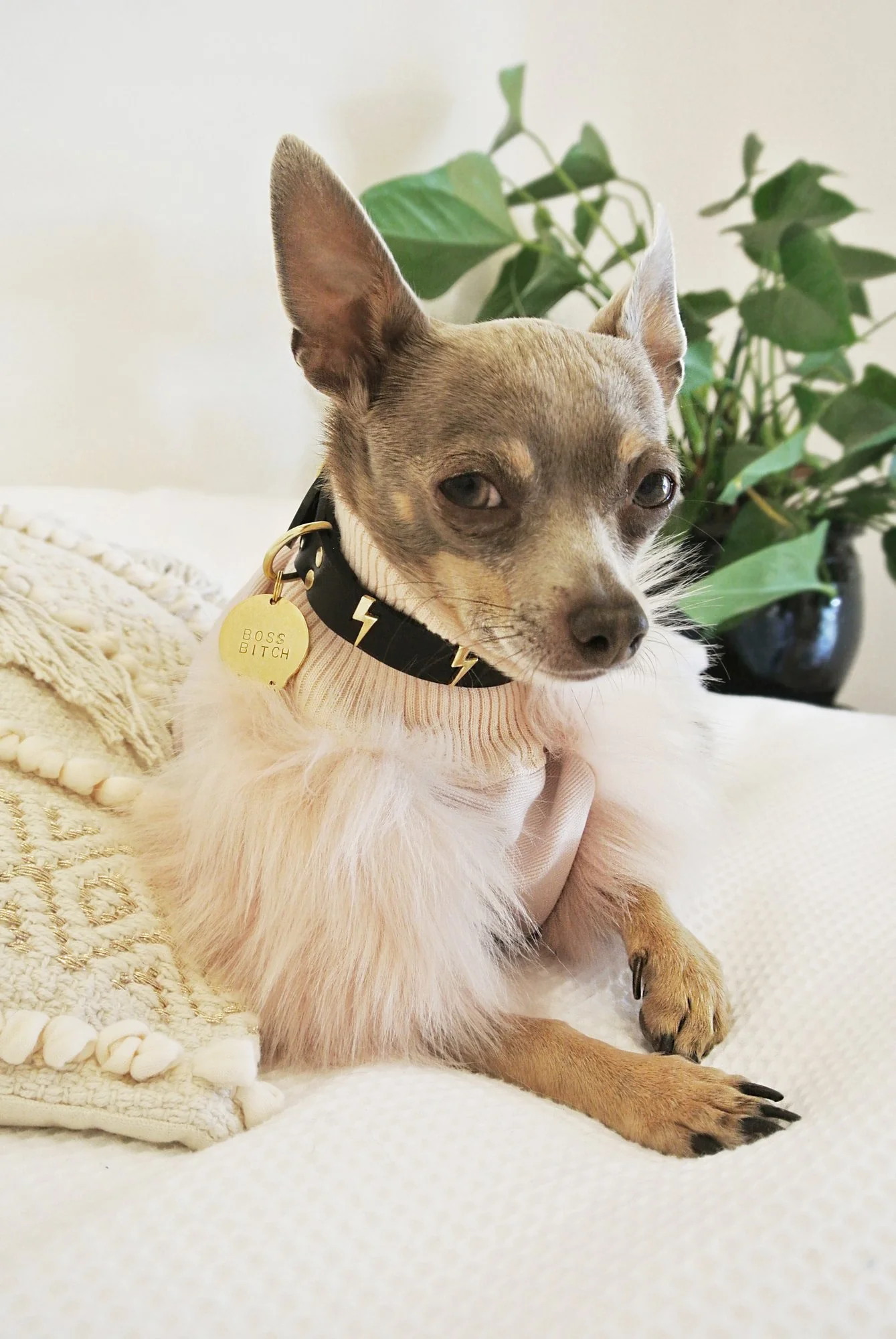 Lightning Bolt Dog Collar - Image 8