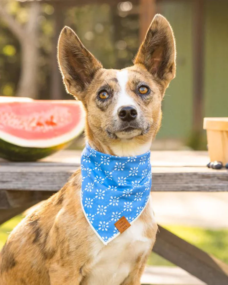 Eyelet Stripe Dog Bandana (Made in the USA) (FINAL SALE)