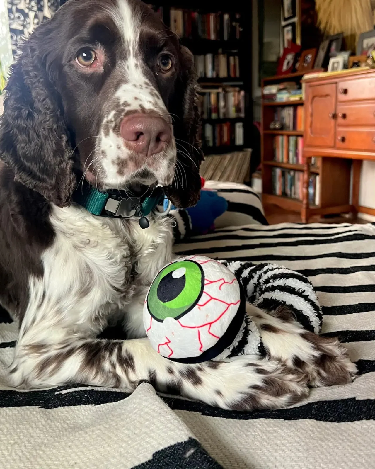Eyesaur Crinkly Squeaky Dog Toy - Image 6