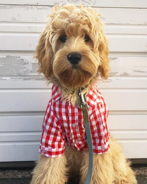 FAB DOG | Blue Plaid Button Down - Image 2