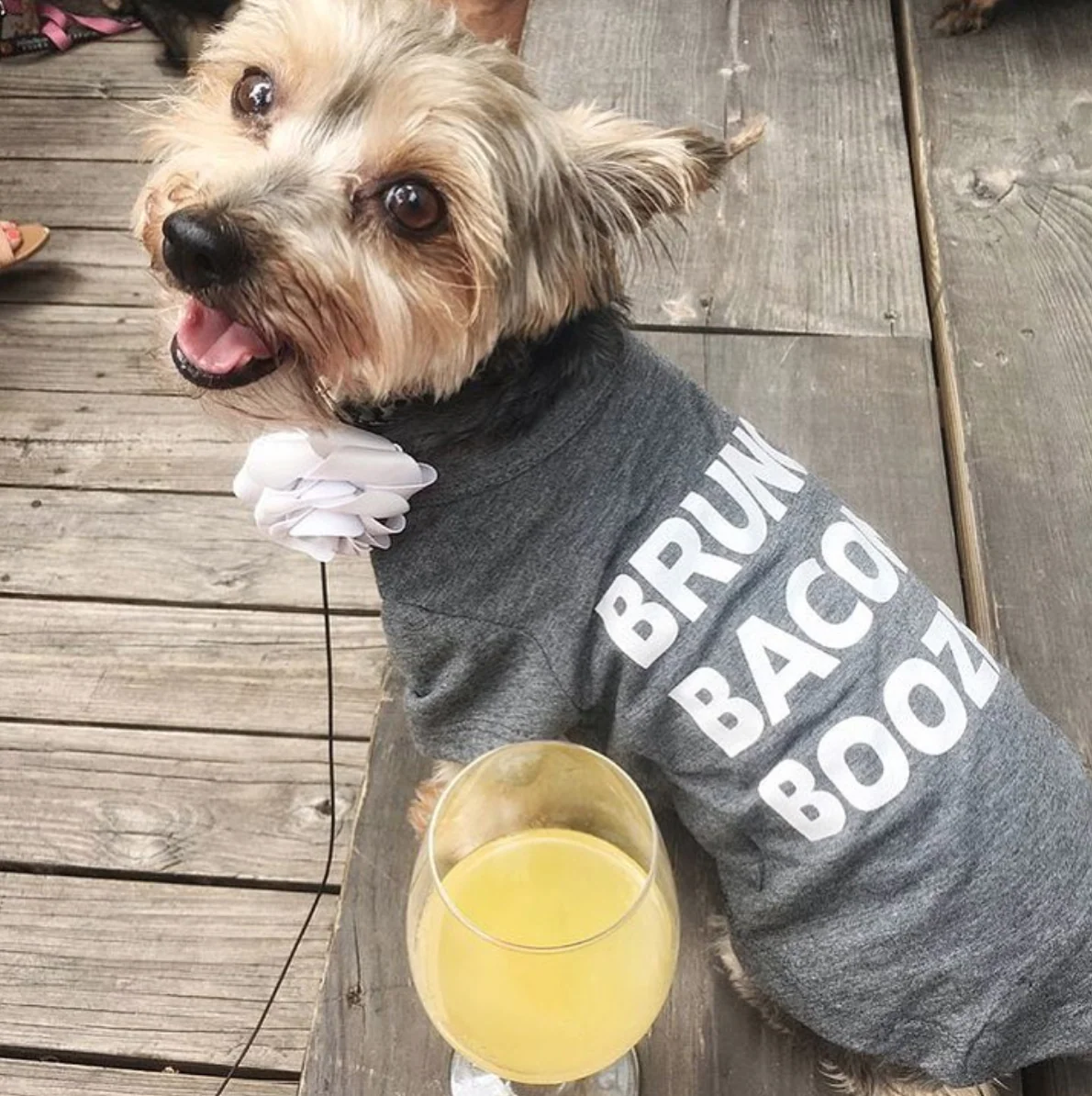 FAB DOG | Brunch Bacon Booze T-Shirt - Image 2