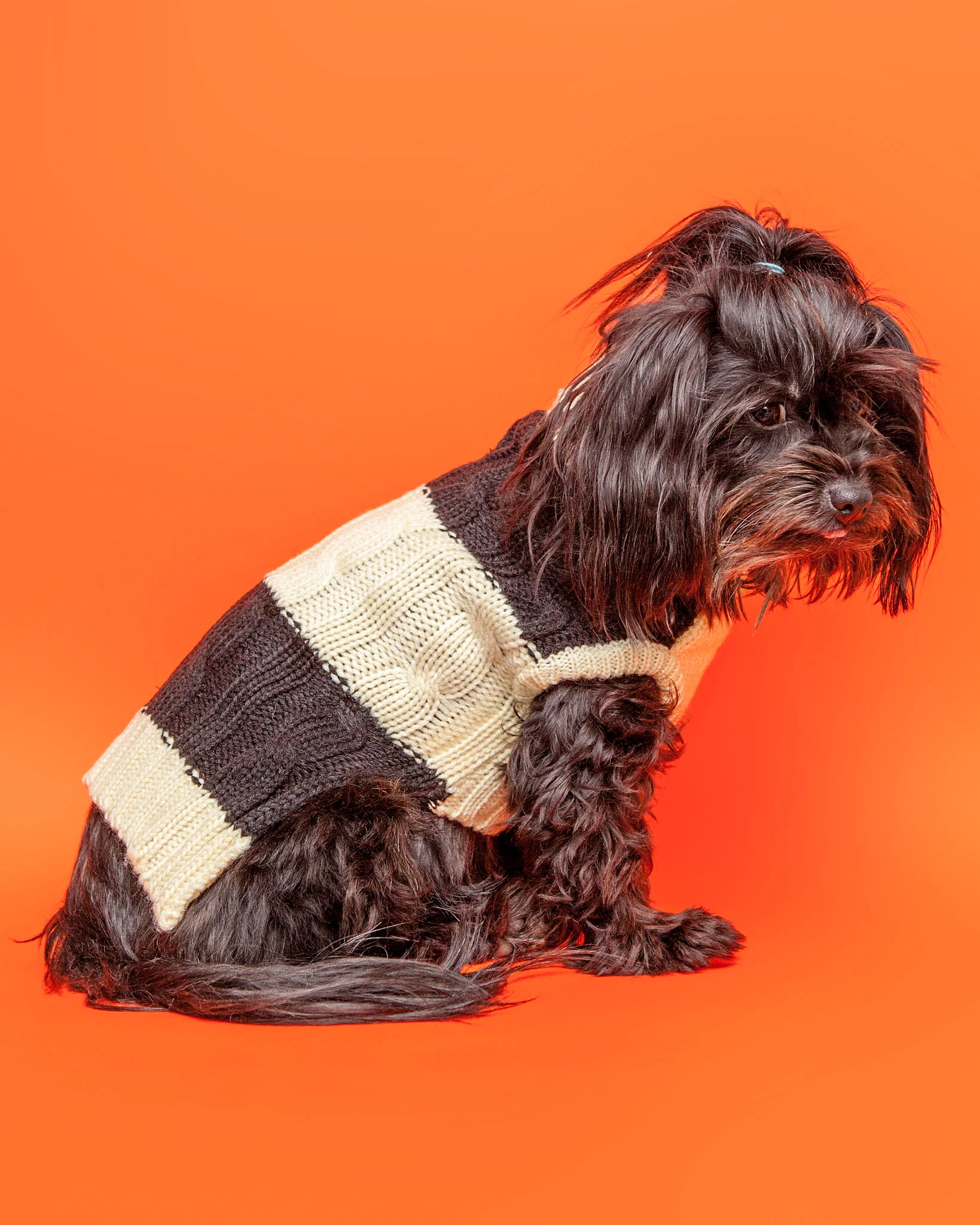 Fisherman Cable Striped Dog Sweater (FINAL SALE) - Image 3