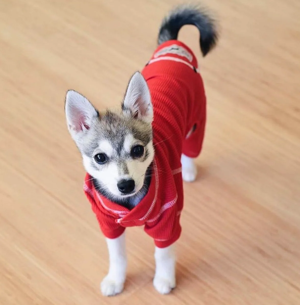 FAB DOG | Thermal PJs in Red - Image 2