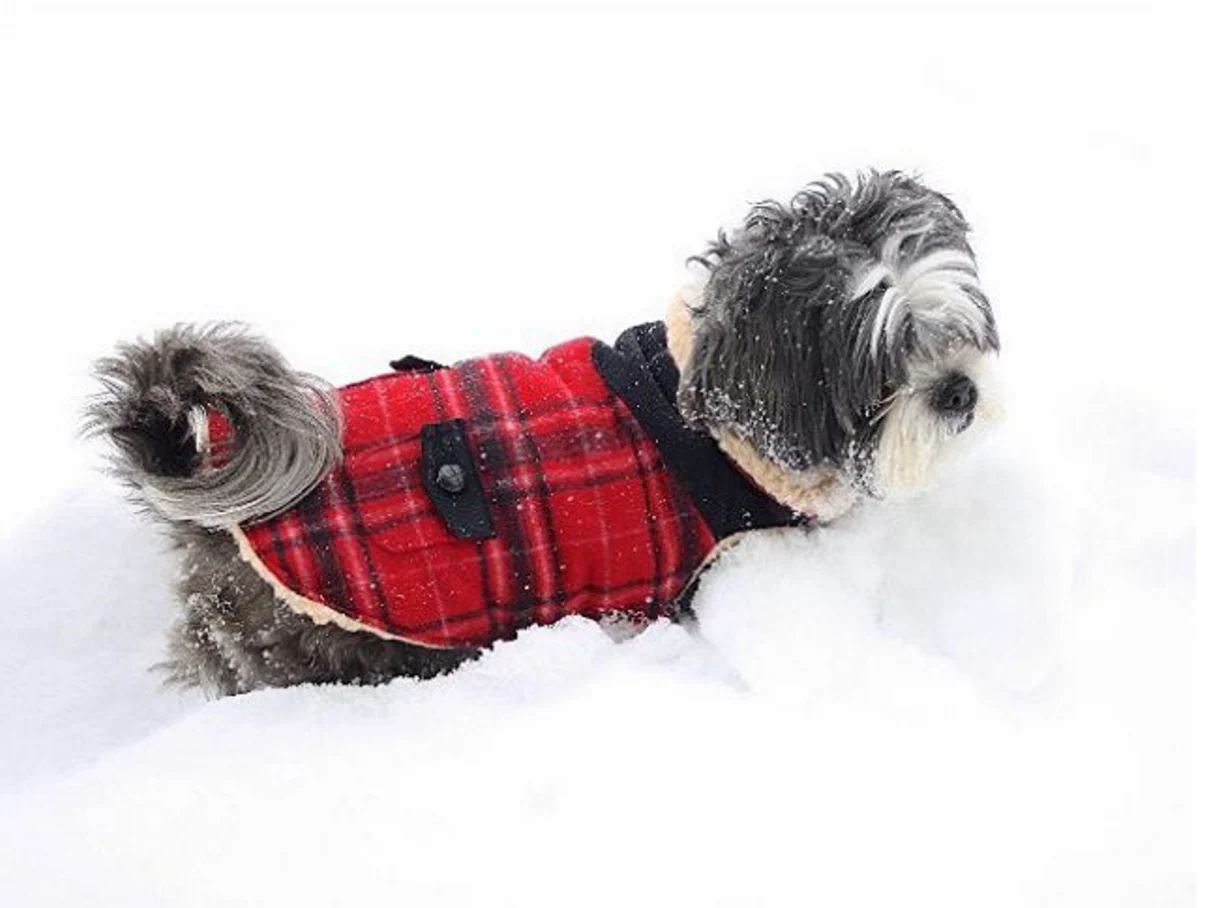 FAB DOG | Wool Plaid Shearling Jacket in Red (BIG DOG SALE) - Image 3