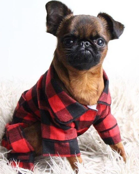 Buffalo Check Flannel Dog PJ's (FINAL SALE) - Image 6