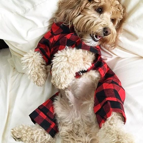 Buffalo Check Flannel Dog PJ's (FINAL SALE) - Image 7