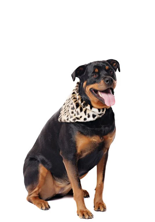 FABULOUS FURS | Dog Bandana in Cheetah - Image 3