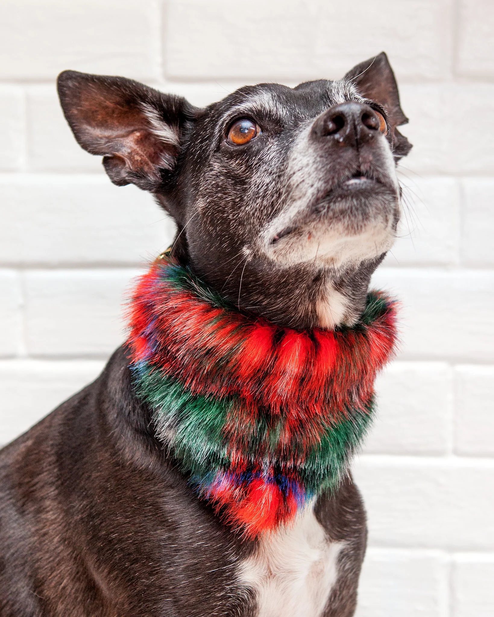 Furry Dog Bandana in Red Plaid (FINAL SALE) - Image 2