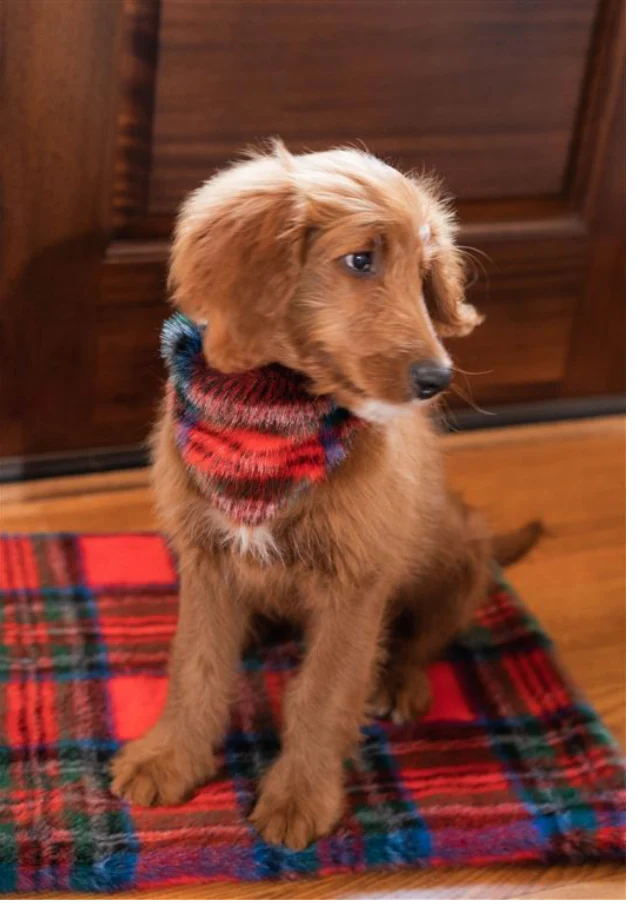 Furry Dog Bandana in Red Plaid (FINAL SALE) - Image 3