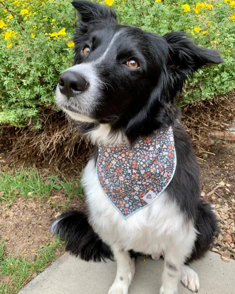 Ditzy Floral Dog Bandana<br>(Made in the USA) (FINAL SALE) - Image 2