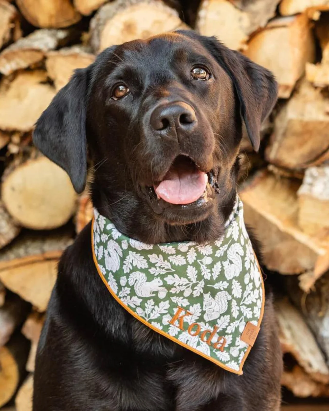 Fall Squirrel Dog Bandana (Made in the USA) - Image 3