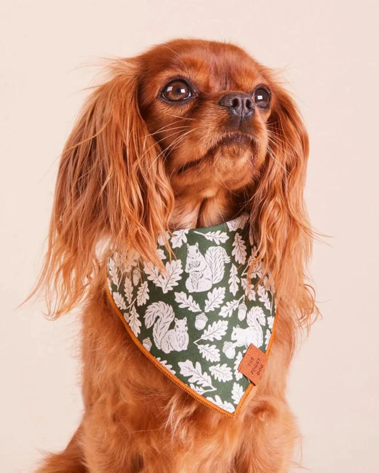 Fall Squirrel Dog Bandana (Made in the USA) - Image 4
