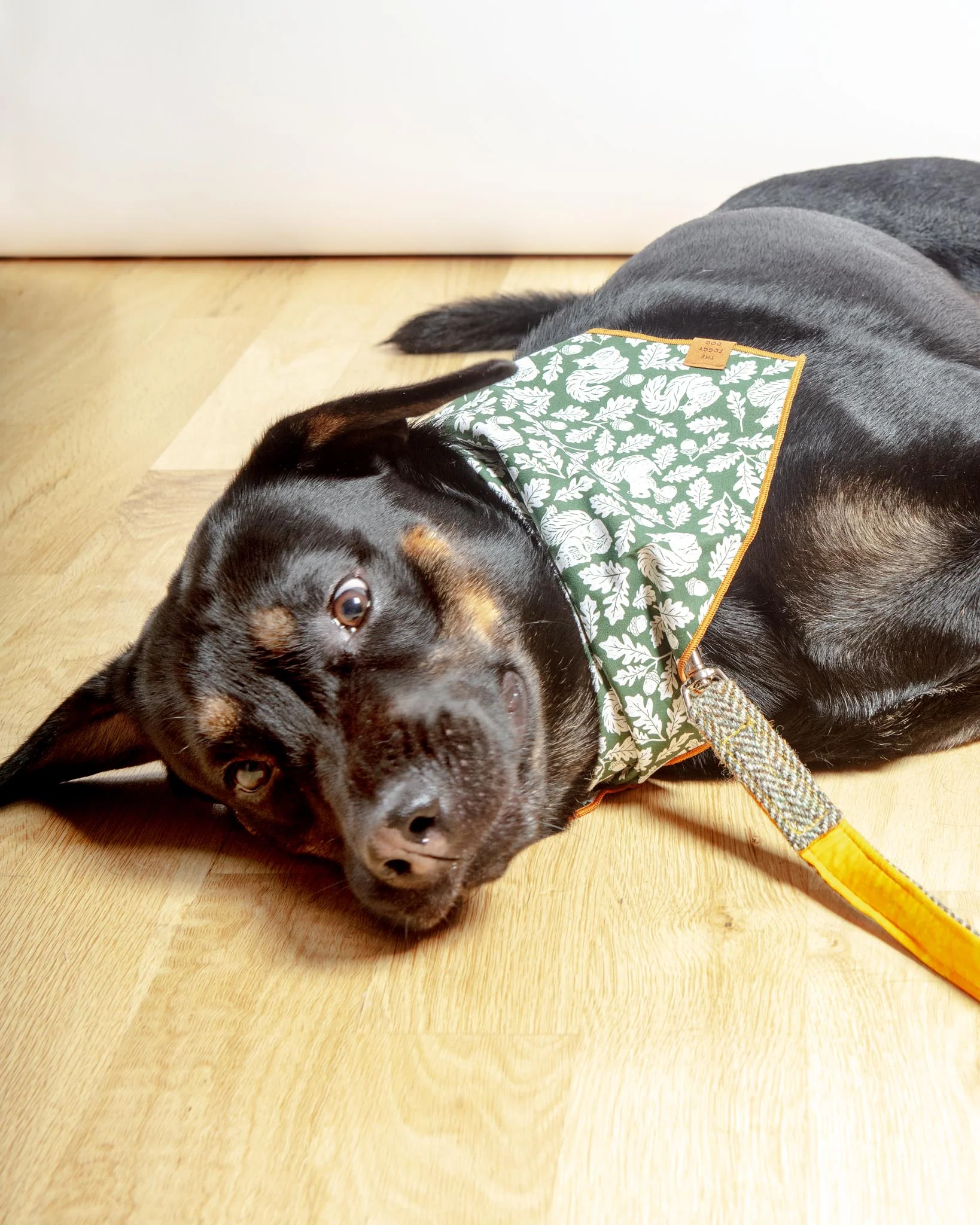 Fall Squirrel Dog Bandana (Made in the USA) - Image 5