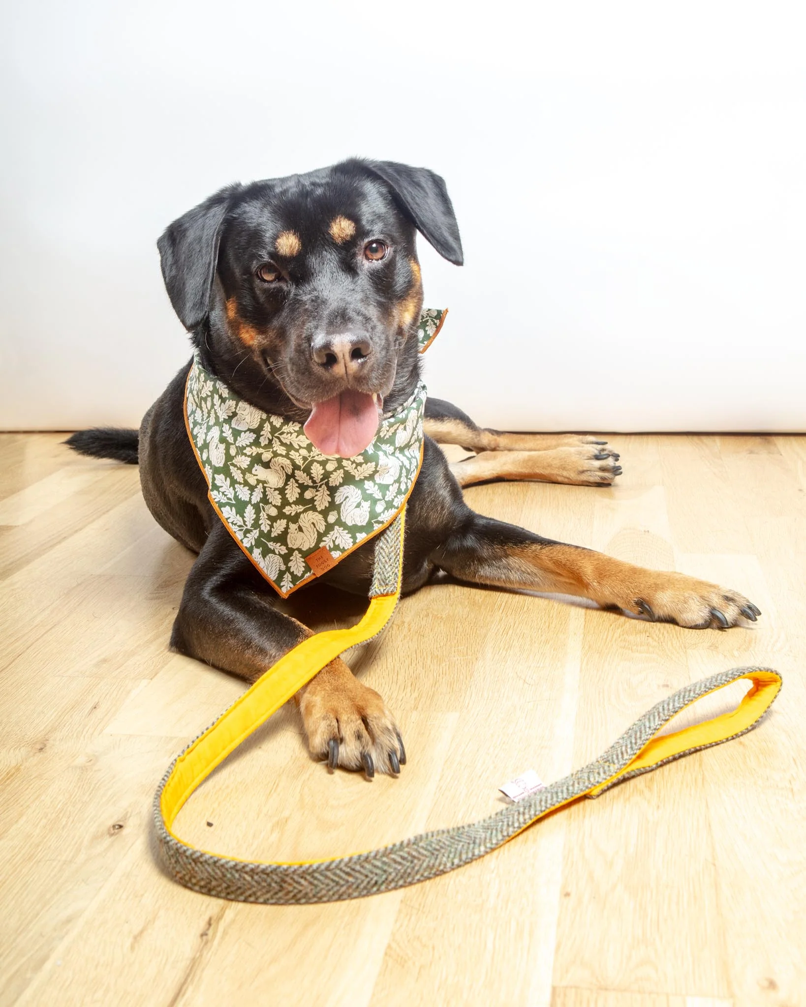 Fall Squirrel Dog Bandana (Made in the USA) - Image 6