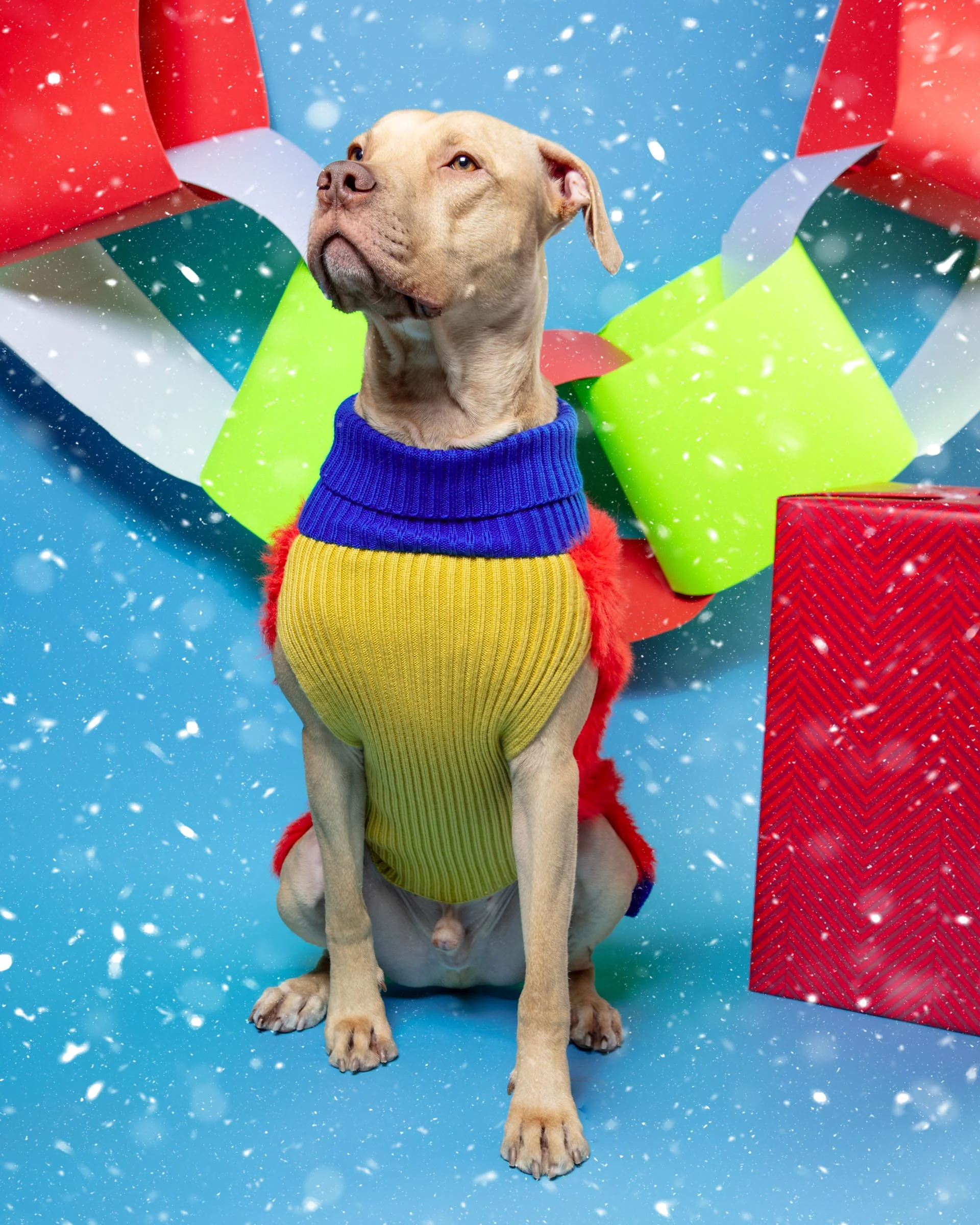 Faux Fur Dog Sweater in Poppy (FINAL SALE) - Image 2