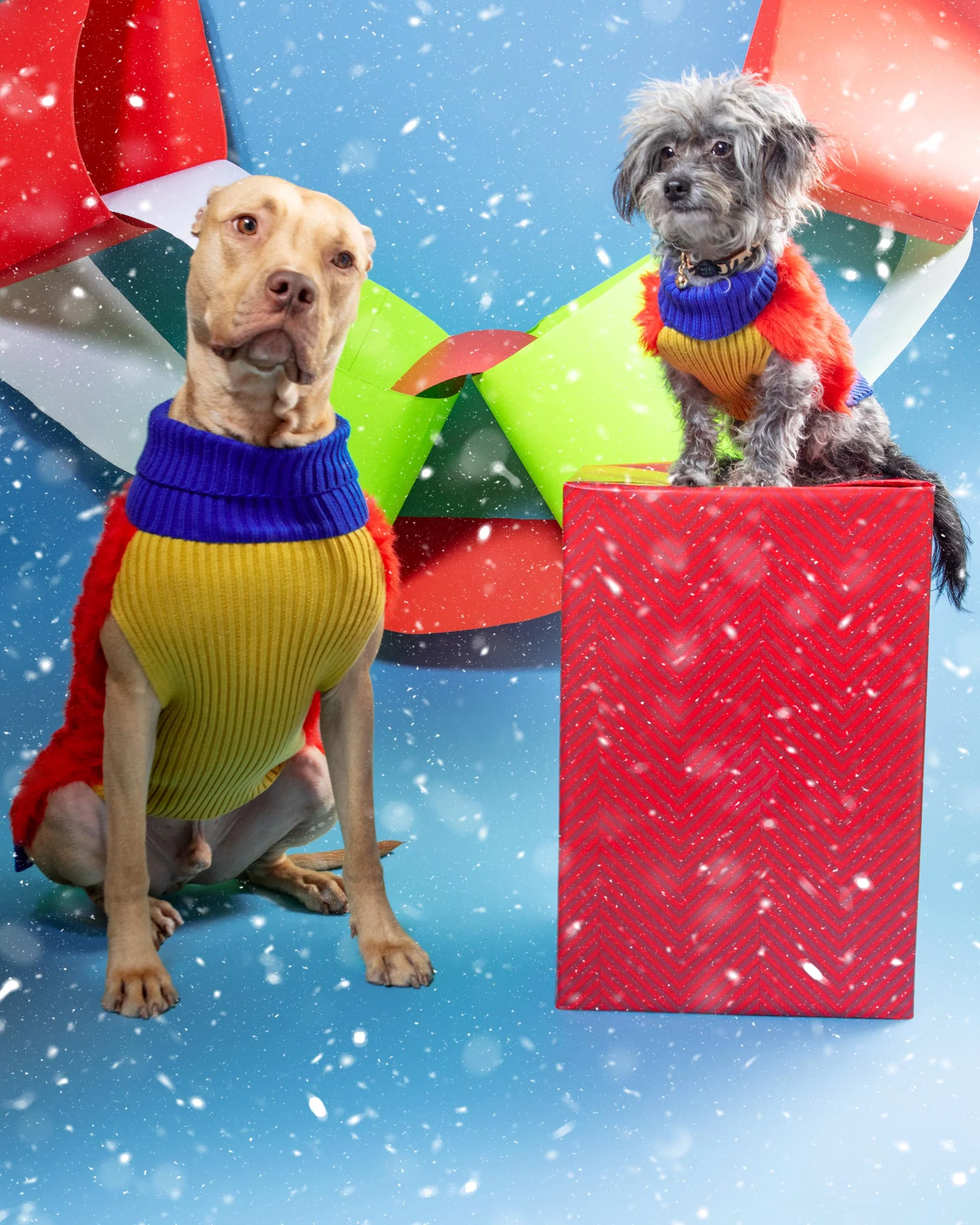 Faux Fur Dog Sweater in Poppy (FINAL SALE) - Image 4