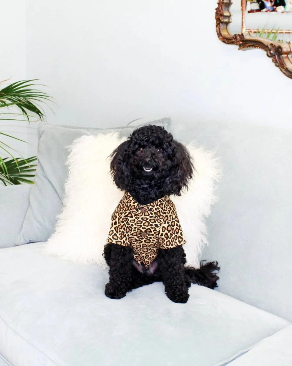 Feline Fancy Button Down Dog Shirt (FINAL SALE) - Image 2