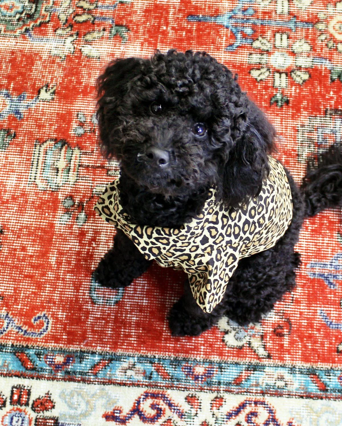 Feline Fancy Button Down Dog Shirt (FINAL SALE) - Image 4