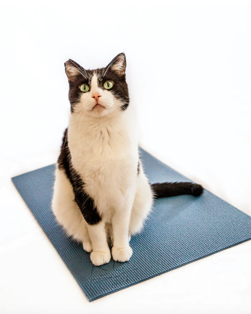 Feline Yogi Cat Mat (Made in the USA) << CLEARANCE >>