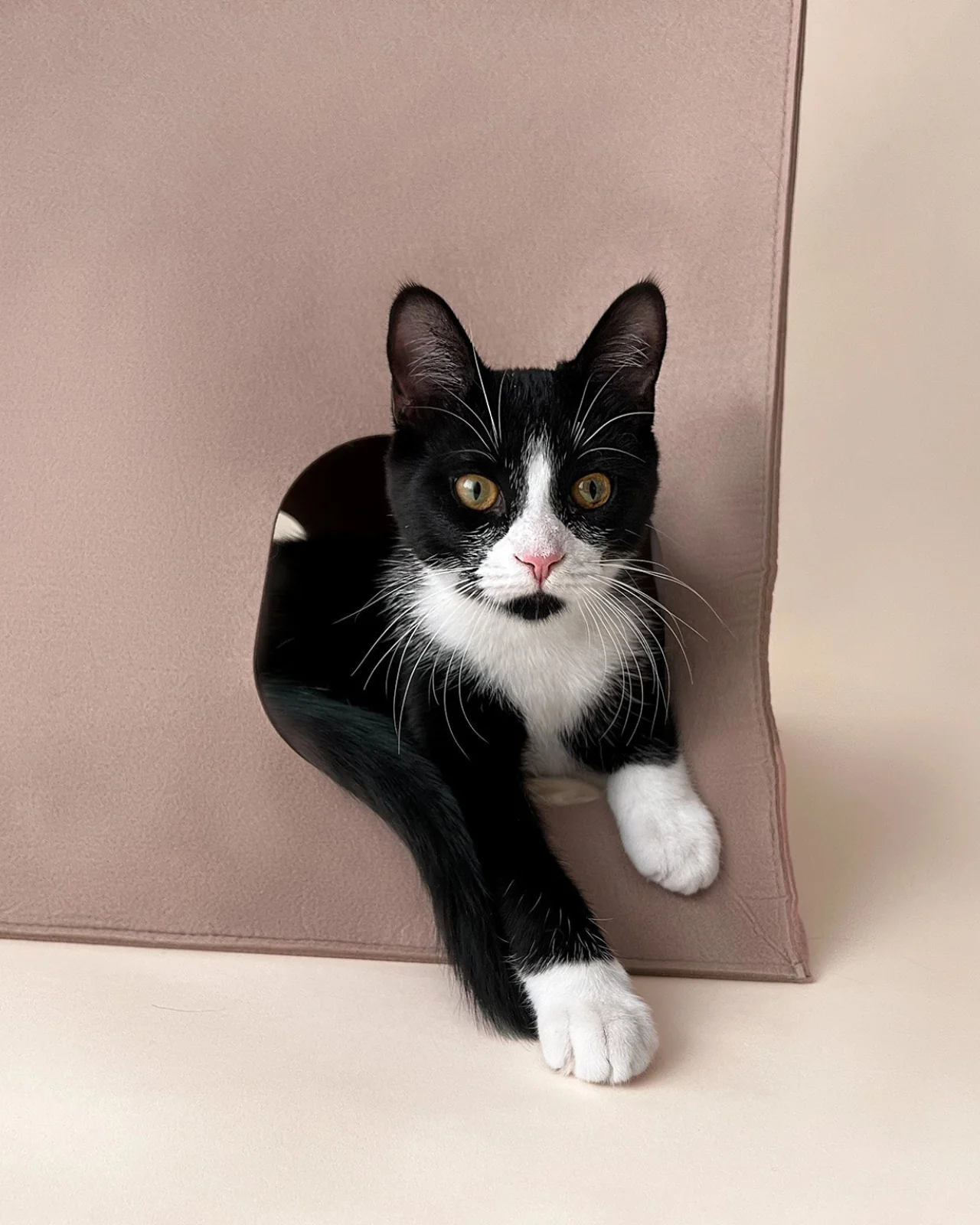 Felt Cat Cave (FINAL SALE) - Image 4