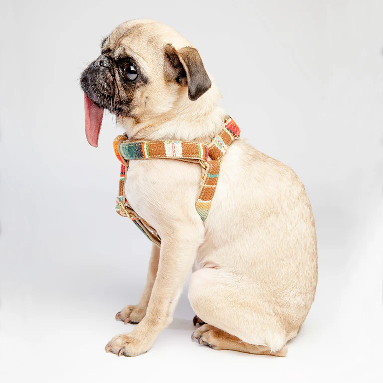 FINNEGAN'S STANDARD GOODS | Sunset Lead - Image 4
