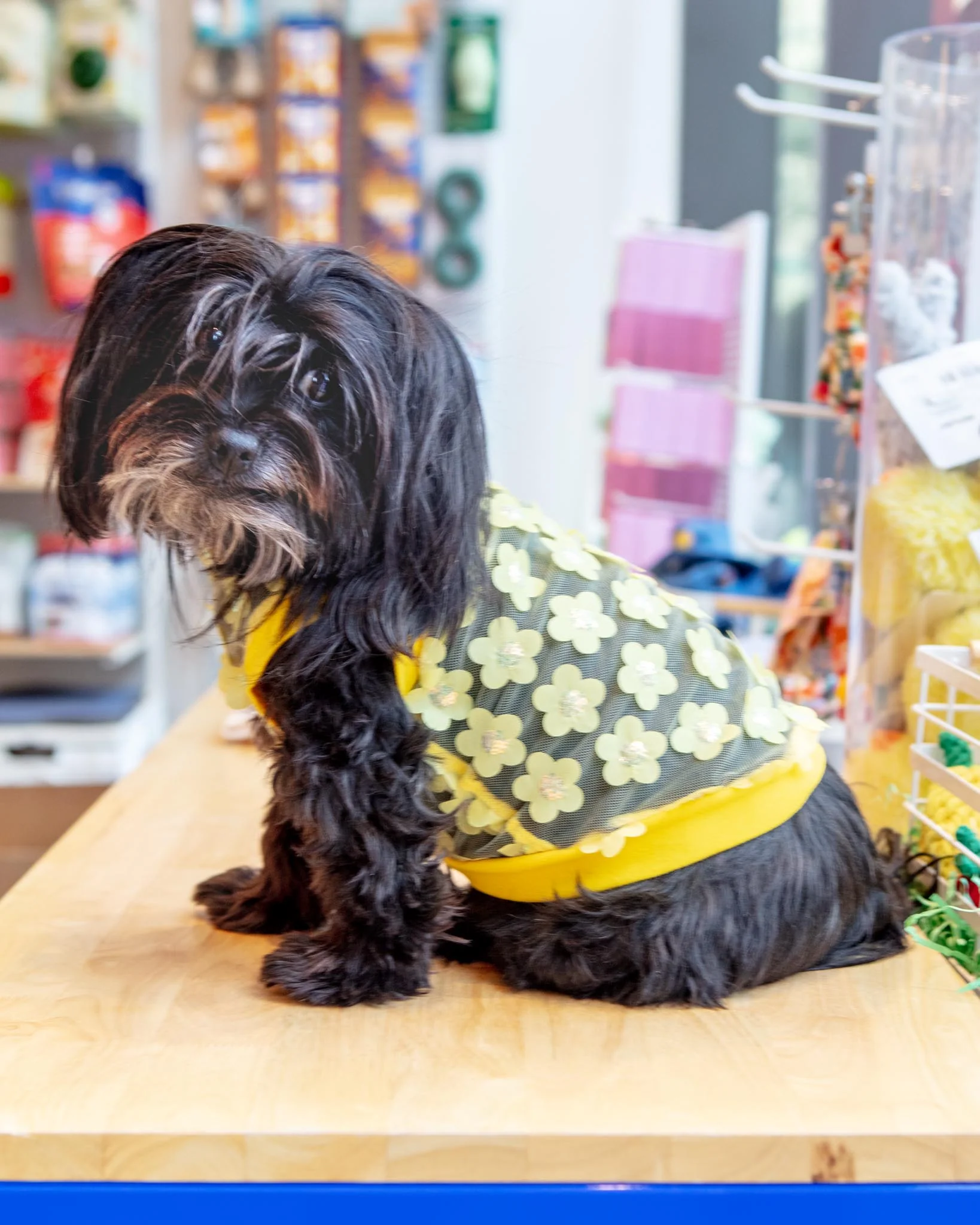Flower Mesh Dog Shirt (Made in the USA)
