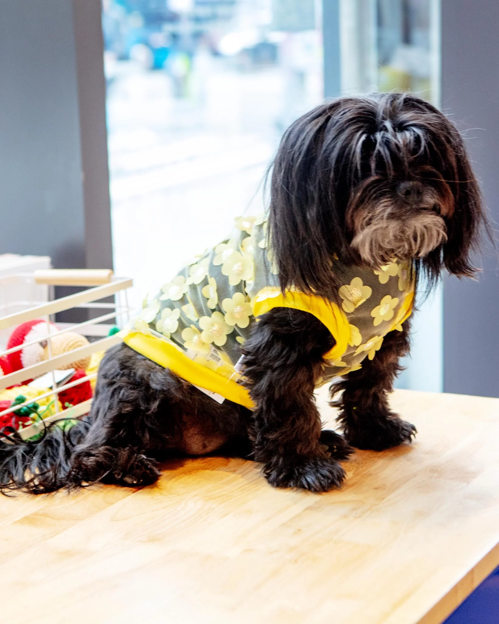 Flower Mesh Dog Shirt (Made in the USA) - Image 4