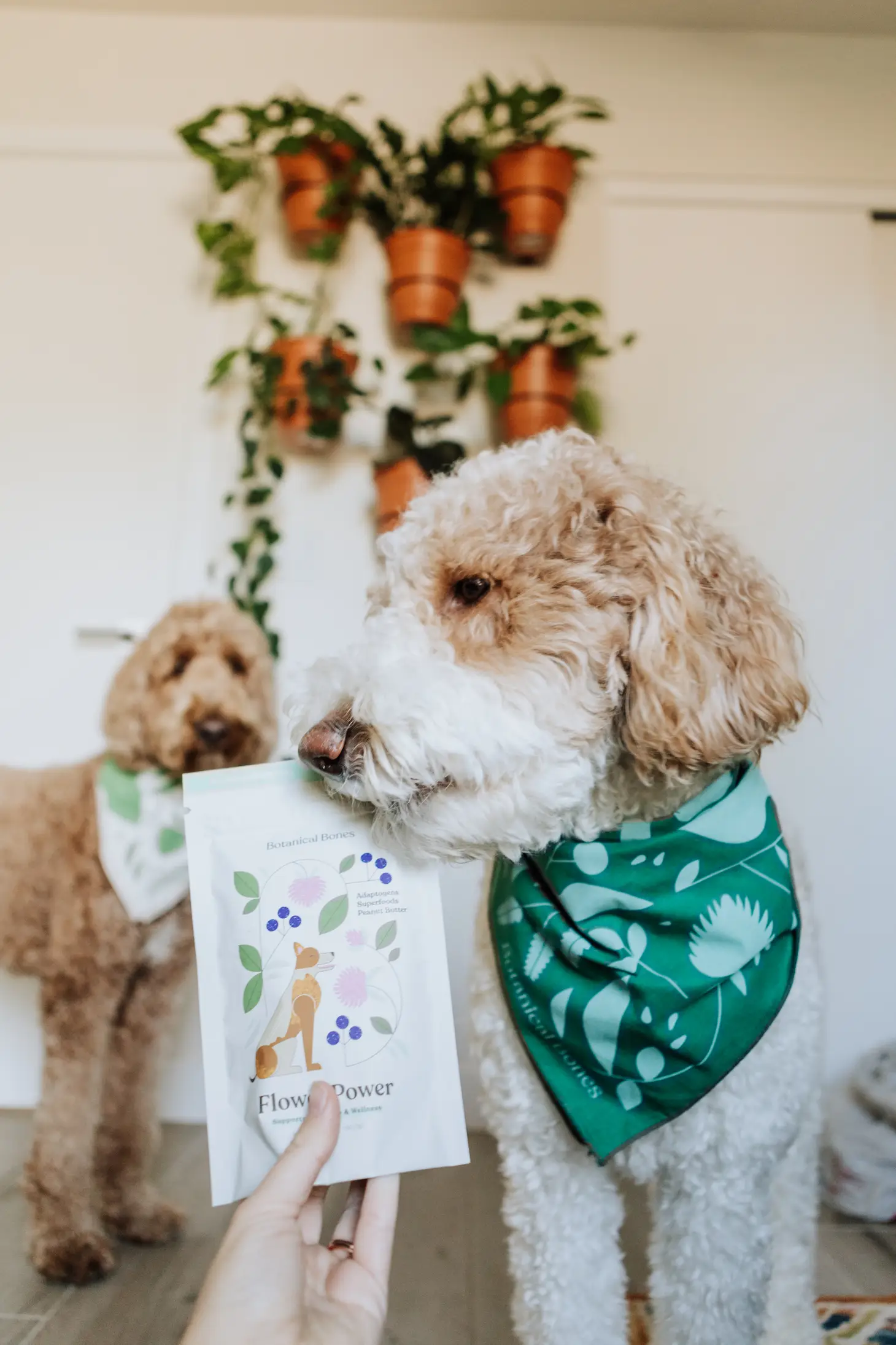 Flower Power Superfood Dog Treats - Image 4