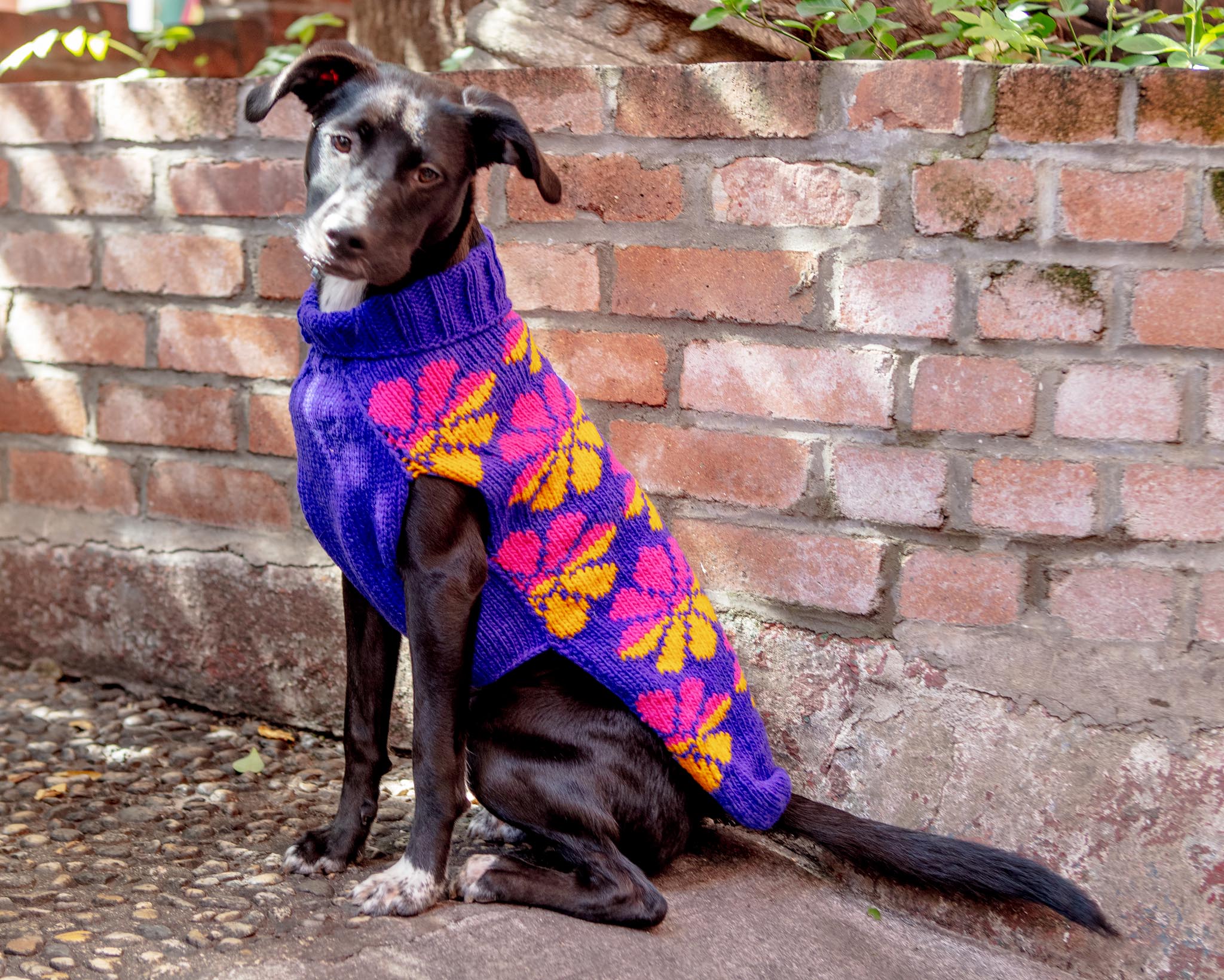 Flower Power Wool Dog Sweater (FINAL SALE) - Image 6