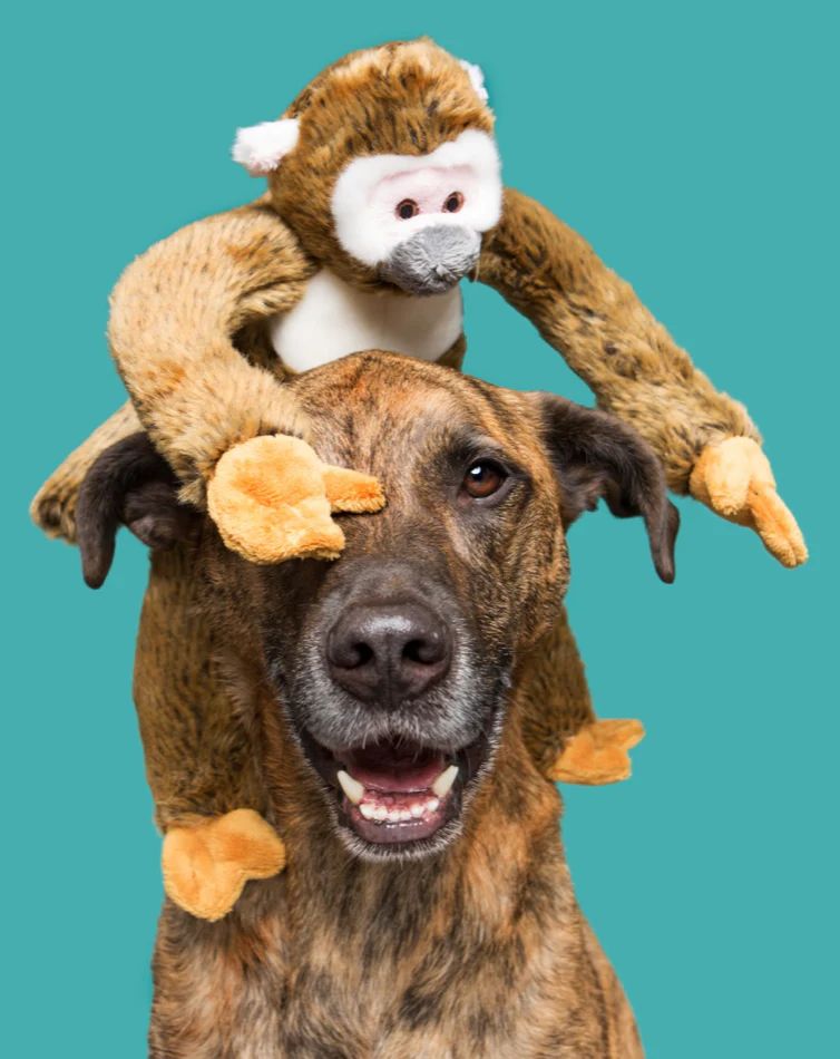 Albert the Monkey Plush Dog Toy - Image 2