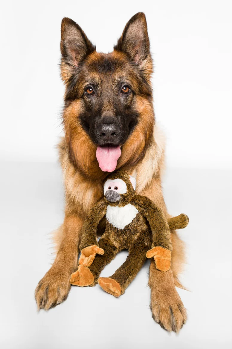 Albert the Monkey Plush Dog Toy - Image 4