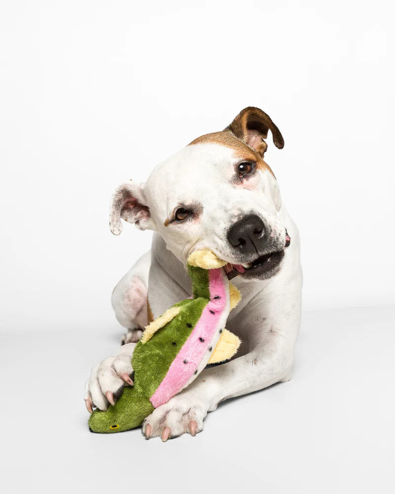 Burt the Lake Trout Dog Toy - Image 2