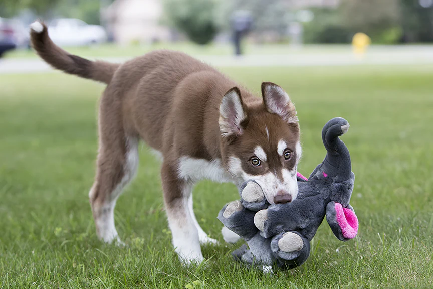 Edsel the Elephant Plush Squeaky Dog Toy - Image 5