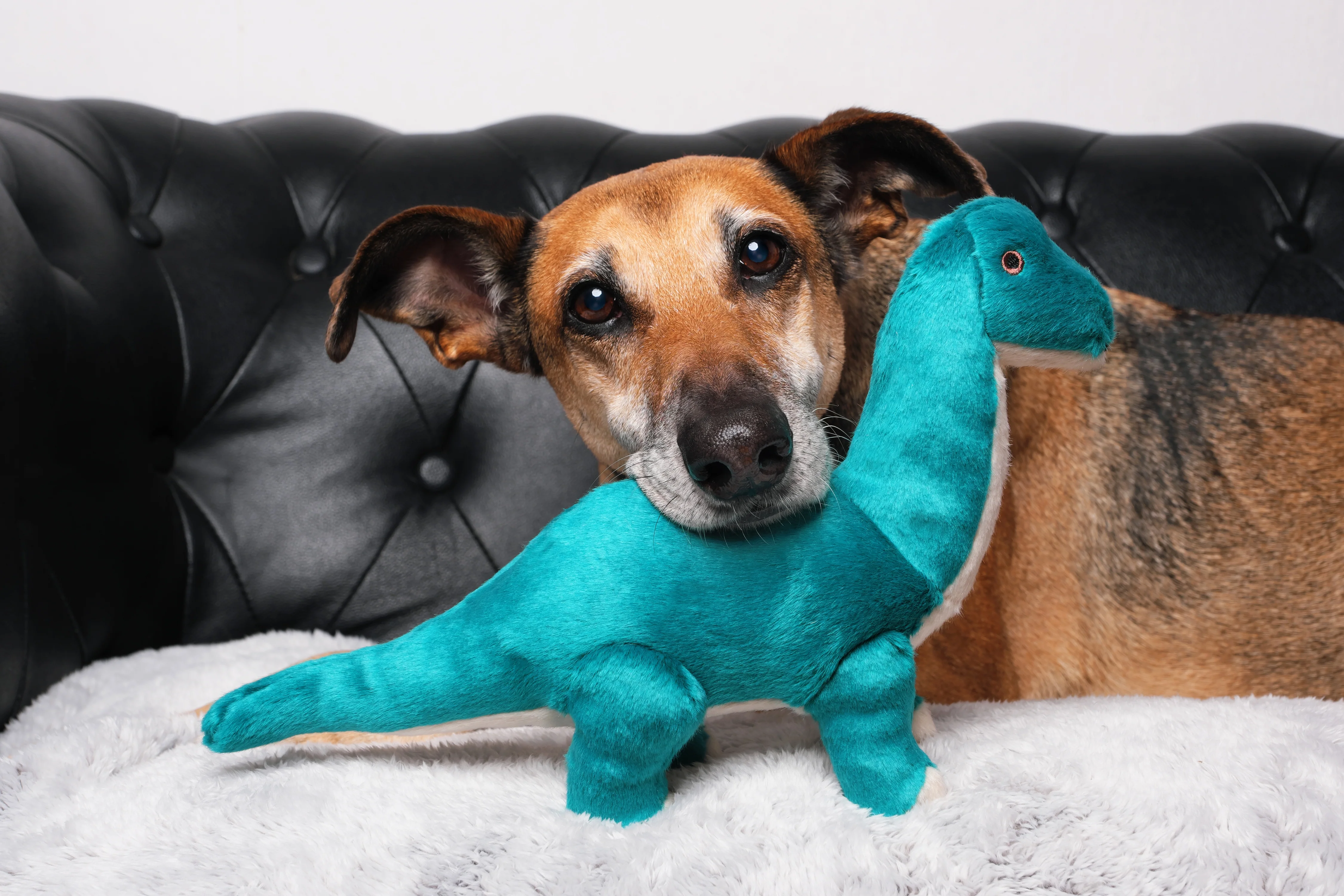 Ross Brachiosaurus Plush Dog Toy - Image 2