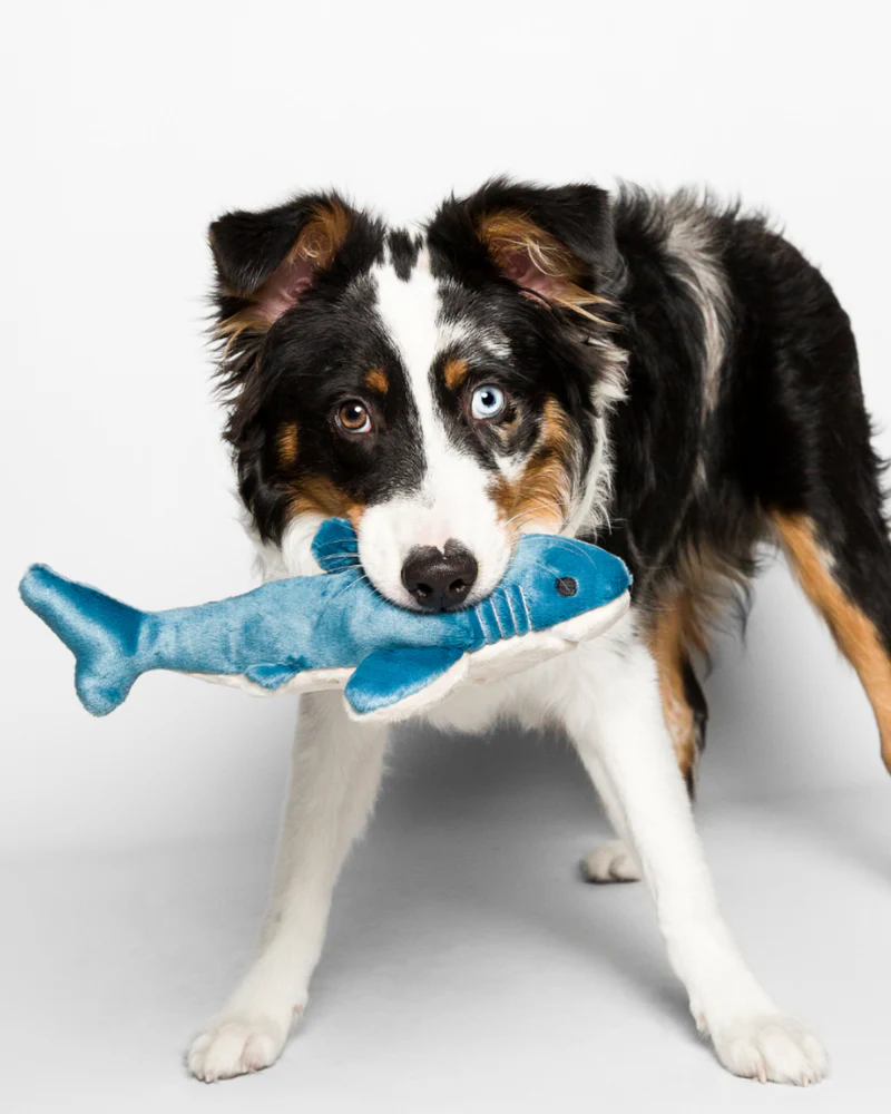 Tank the Shark Plush Squeaky Dog Toy - Image 2