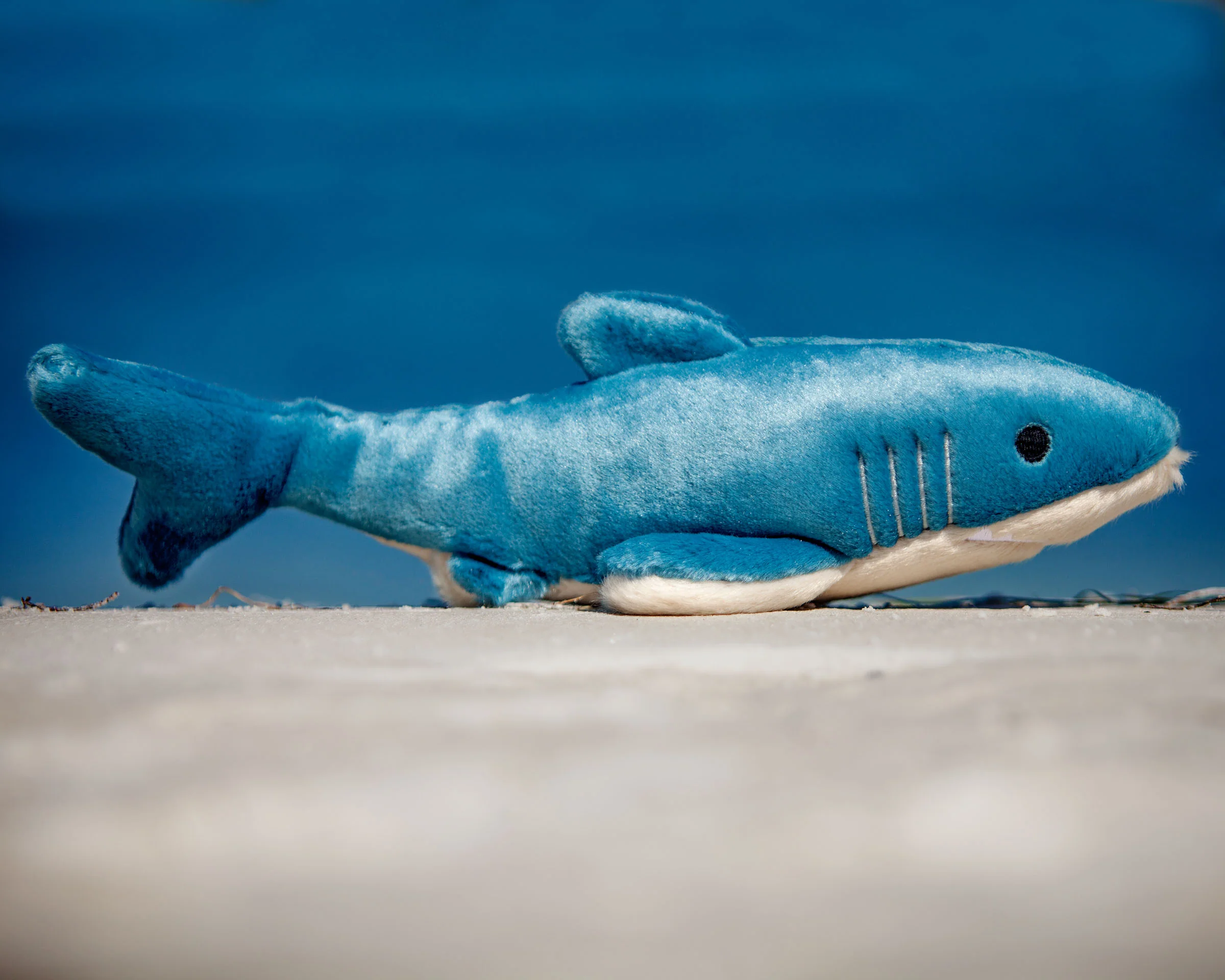 Tank the Shark Plush Squeaky Dog Toy - Image 4