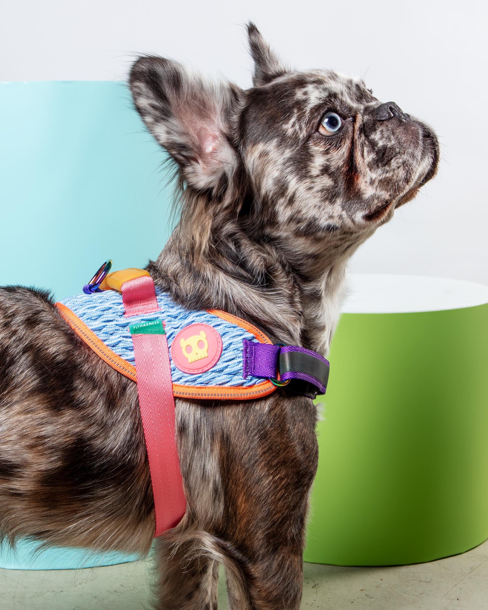Flyharness in Galaxy for Dogs (FINAL SALE) - Image 2