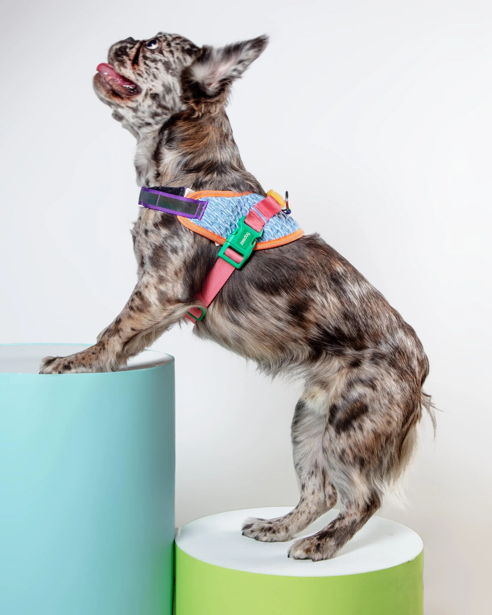 Flyharness in Galaxy for Dogs (FINAL SALE) - Image 3