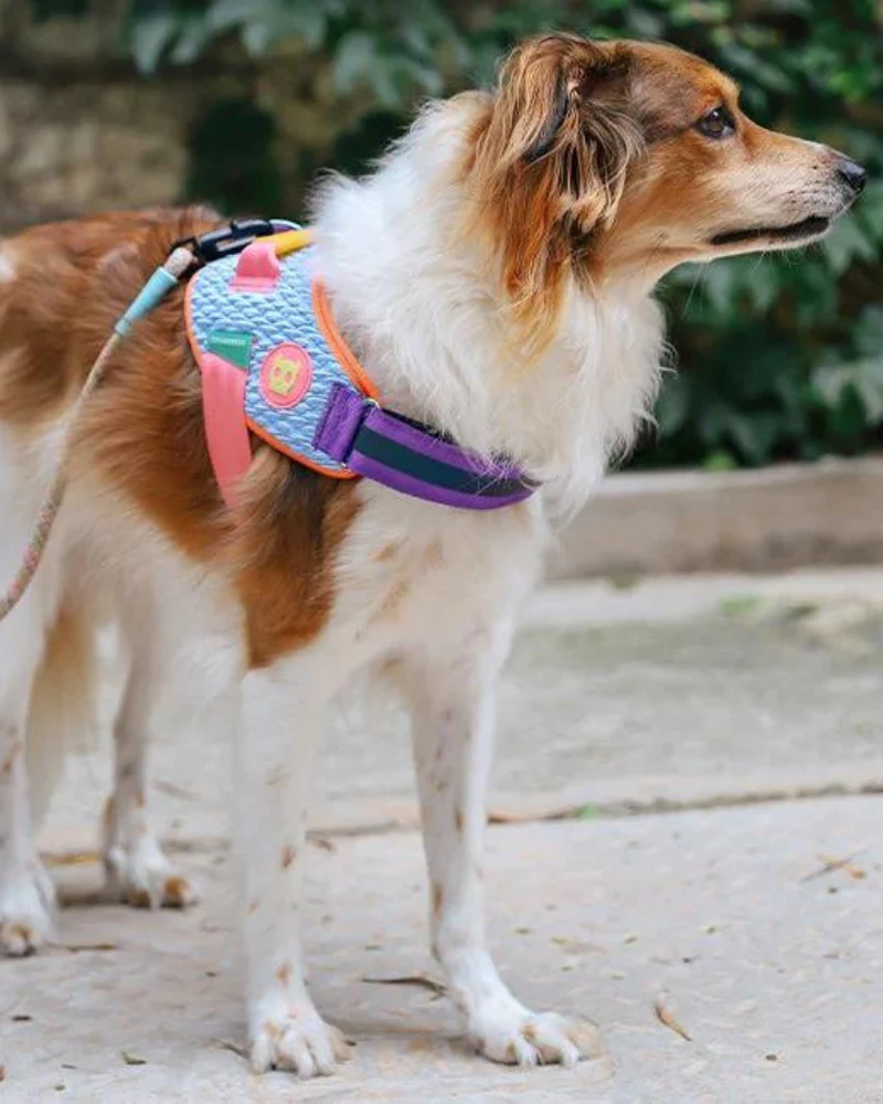 Flyharness in Galaxy for Dogs (FINAL SALE) - Image 8