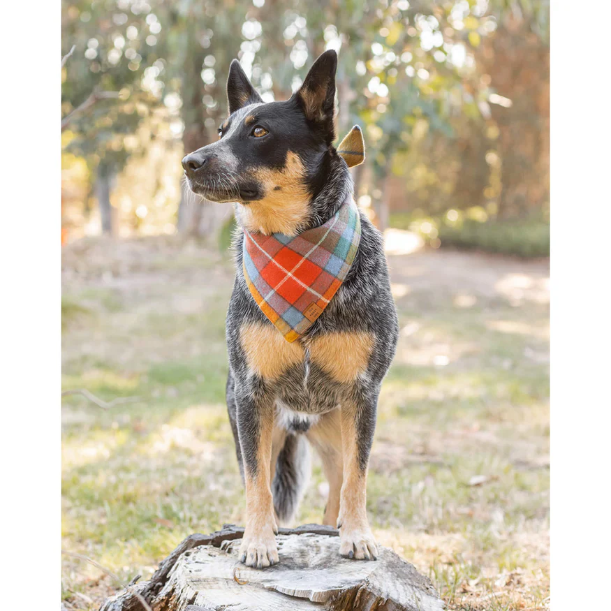 Buchanan Plaid Dog Bandana (Made in the USA) - Image 3