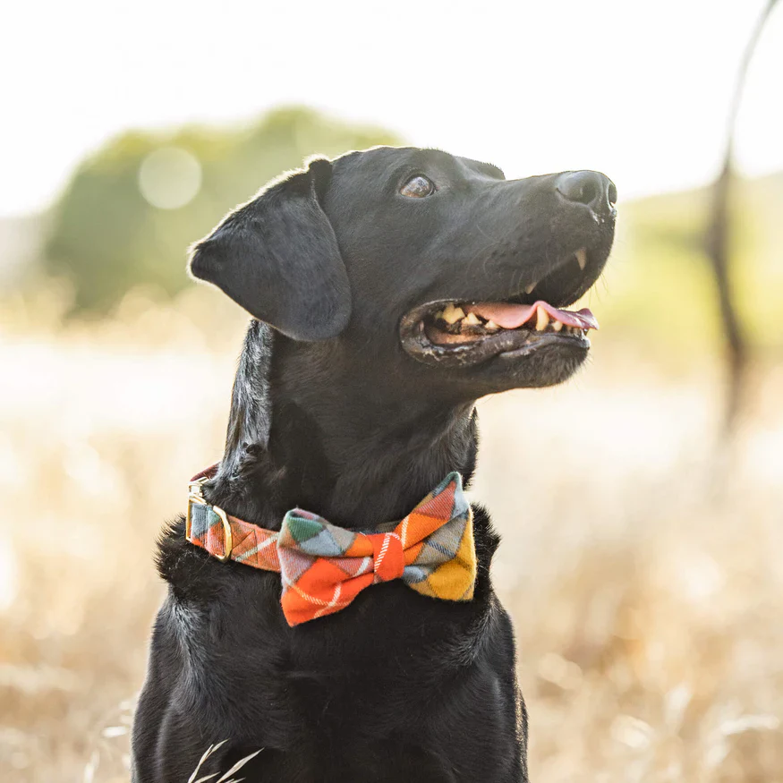 Buchanan Plaid Dog Collar (Made in the USA) (FINAL SALE) - Image 2
