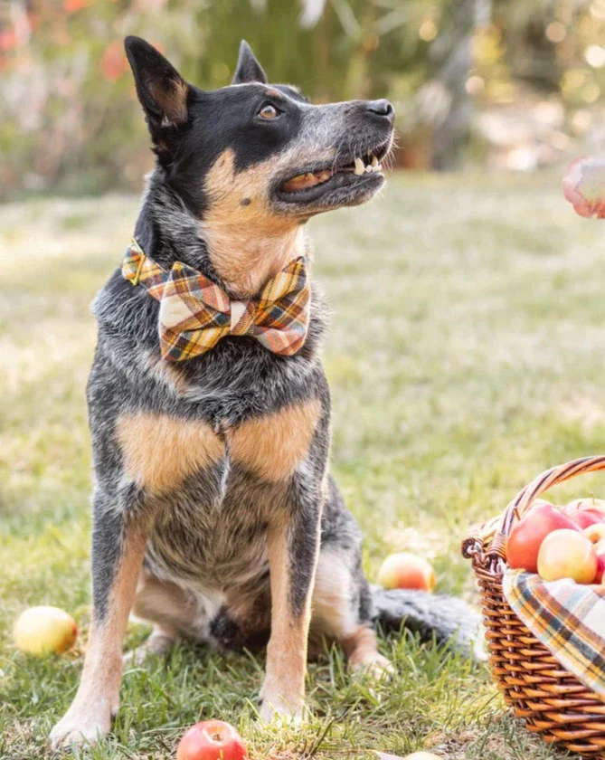 Cornucopia Flannel Dog Bow Tie (Made in the USA) (FINAL SALE)