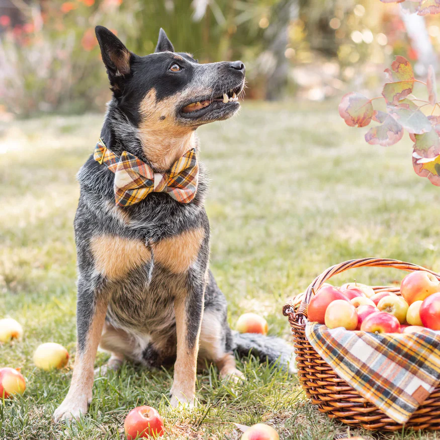 Cornucopia Flannel Dog Collar (Made in the USA) (FINAL SALE) - Image 2