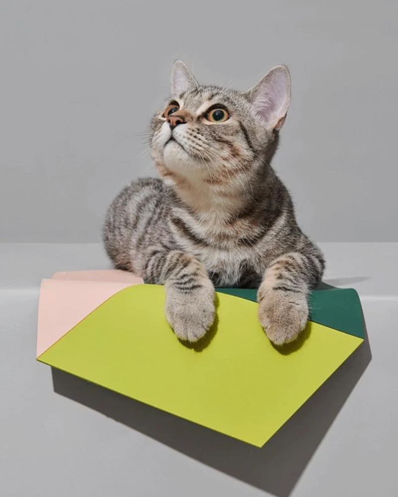 Teeth Party Food Mat for Dogs & Cats (FINAL SALE) - Image 7